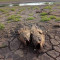 Strava i užas na Čonopljanskom jezeru: Mrtve ribe na sve strane, ispucala zemlja, prizor apokaliptičan