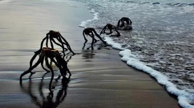Fotografija koja je izazvala paniku: Kakva su ovo stvorenja koja izlaze iz vode?