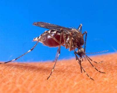 I u Somboru kod komaraca registrovan virus Zapadnog Nila