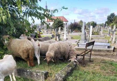 Skrnavljenje somborskog pravoslavnog groblja: ovce i koze pasu oko spomenika