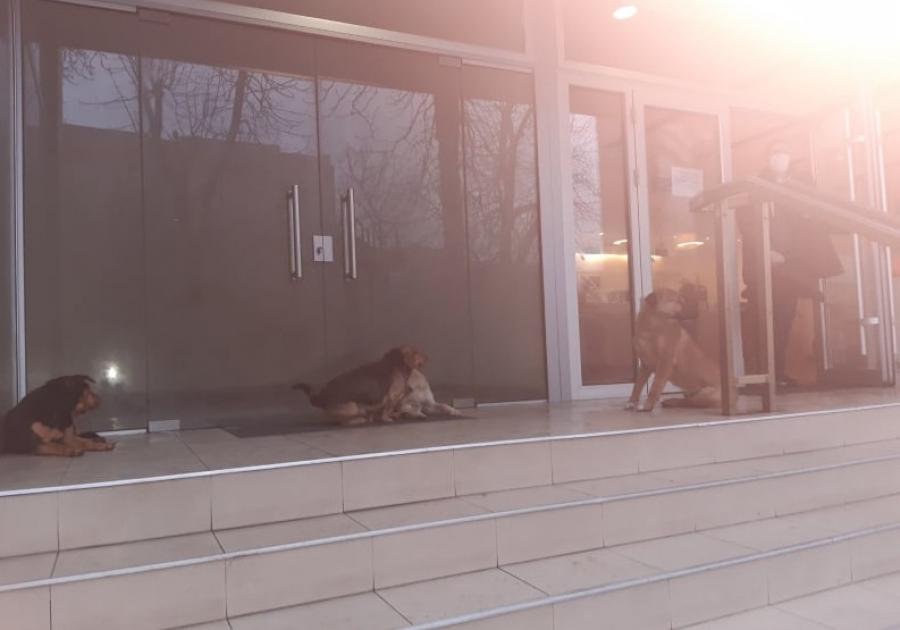 Napušteni psi i dalje seju strah u Apatinu, napadnut dečak, blokiran prilaz banci