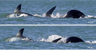 Pogledajte kako je kit ubica progutao belu ajkuluza manje od dva minuta, naučnici: Ovo menja sve!