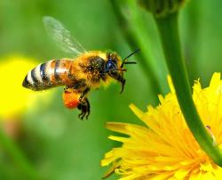 OTVOREN KONKURS ZA DODELU SREDSTAVA ZA NABAVKU OPREME ZA PČELARSTVO