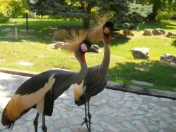 Nadomak Sombora POSEBNA OAZA ZA 700 ŽIVOTINJA! Milan je napravio jedinstveni zoo-vrt, a u njemu uživaju flamingosi, medvedi, lame...