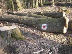 Apatin: Poginuo u seči drva