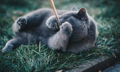 Ruska plava mačka – osobine, karakter, nega i ishrana