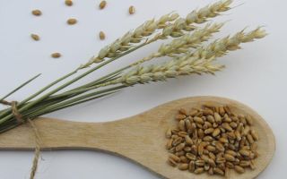 Zanemarena namirnica za doručak koja prirodno snižava holesterol