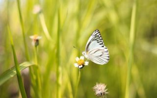 ŠTA ZNAČI KADA VIDITE BELOG LEPTIRA? Nosi snažnu poruku univerzuma