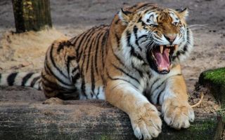 Danski zoo vrt traži od ljudi da doniraju neželjene ljubimce kako bi hranili grabljivice i oponašali "prirodni lanac ishrane"