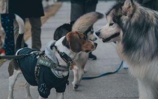 Više štete nego koristi: Sedam rasa pasa koje nikako ne treba šišati tokom leta