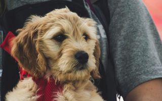 Da li vašem psu trebaju dodaci ishrani - veterinari imaju jasan odgovor