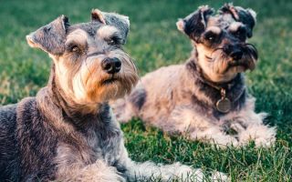 Pet znakova koji pokazuju da kućni ljubimac ima neki problem