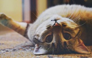 Zašto je važno da mačke budu sterilisane?