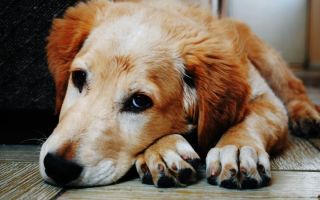 7 skrivenih znakova da vaš pas trpi bolove