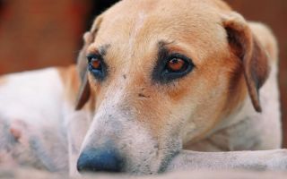 Zbog čega psi u proleće češće povraćaju i kada je vreme za veterinara