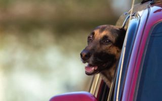 Ako planirate putovanje u EU sa svojim ljubimcem, ovo morate da znate: Nova pravila stupila na snagu