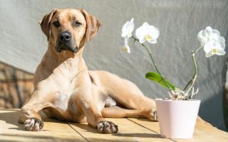 Ove vrste cveća mogu biti vrlo opasne za kućne ljubimce, upozorava veterinar