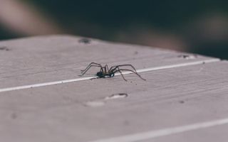 Tri jednostavna trika kojima ćete oterati paukove iz kuće