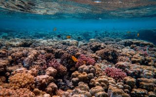 Korali opet nestaju na Velikom grebenu Australije