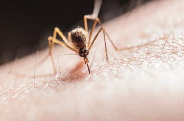 Nije virus Zapadnog Nila: SZO izdala hitno saopštenje, bolest koju prenose komarci predstavlja opasnost za ceo svet