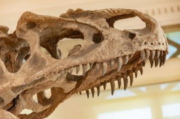 Da nije bilo asteroida dinosaurusi bi još bili tu