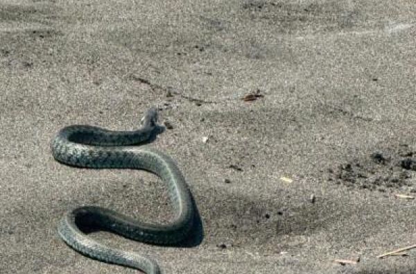 Fotografije zmije na jednoj od najpopularnijih plaža u Crnoj Gori su da se naježiš od glave do pete: Evo kuda je krenula i da li je opasna