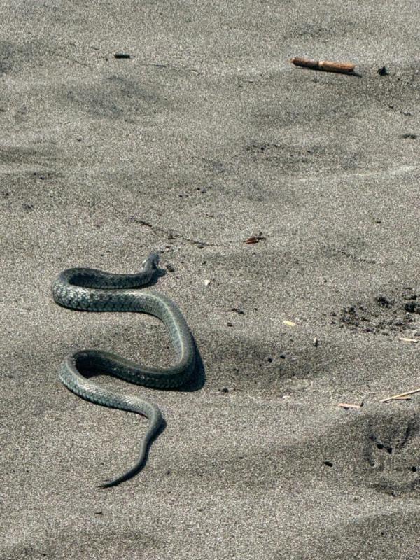 Fotografije zmije na jednoj od najpopularnijih plaža u Crnoj Gori su da se naježiš od glave do pete: Evo kuda je krenula i da li je opasna