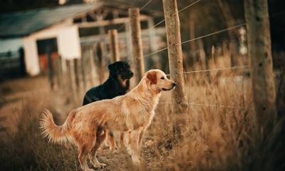Osam najvernijih rasa pasa na svetu; Daće i život za vas, a pružaće samo ljubav
