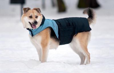 Da li psima treba kaputić tokom zimskih šetnji?