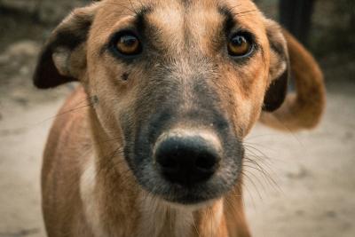 Sombor: Kruži jeziv snimak: Tri mirna psa iskorišćena kao mete kod Sombora