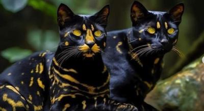 Istina o „novootkrivenoj vrsti mačke“ za kojom su svi odlepili