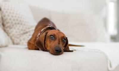 10 rasa pasa koje žive najduže