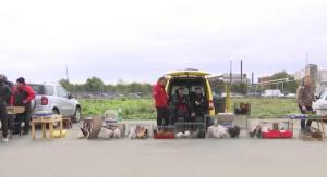 Berza sitnih životinja u Somboru