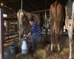 Povećana potražnja za domaćim mlekom na somborskim pijacama