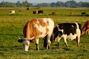 Ostavili pet krava na udaljenom ostrvu, 130 godina kasnije naučnici su se vratili - morali su da ubiju krdo