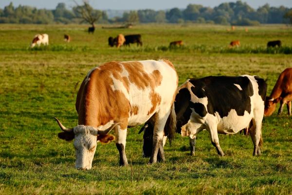 Ostavili pet krava na udaljenom ostrvu, 130 godina kasnije naučnici su se vratili - morali su da ubiju krdo