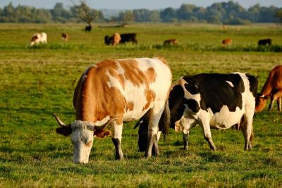 Ostavili pet krava na udaljenom ostrvu, 130 godina kasnije naučnici su se vratili - morali su da ubiju krdo
