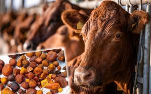 Za 30 grama ovog "otpada od mesa" u svetu daju do 5.000 evra, a kod nas se baca