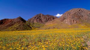 Neverovatan prizor u Dolini smrti: Pustinja procvetala prvi put posle decenije