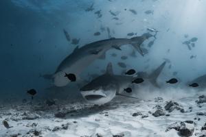 Naučnici zapanjeni ponašanjem ajkula: Ovo nikada nije zabeleženo