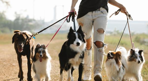 Veterinarka otkrila koje rase pasa nikada ne bi imala