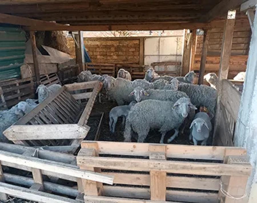Psi lutalice podavili jagnjad i ovce domaćinu u Bačkom Gračacu