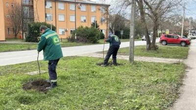 Nova stabla i sadnice širom Sombora – „ZELENILO“ NASTAVLJA AKCIJU SADNJE