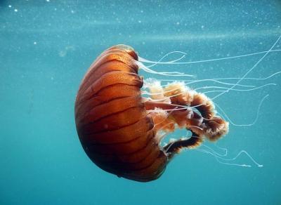 U Jadranu se pojavile kompas meduze: Šta ako vas opeče