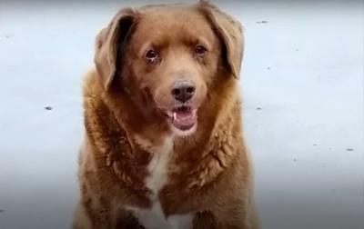 Upoznajte Bobija, najstarijeg psa na svetu