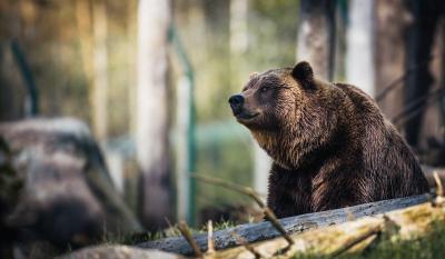 ŠTA SE DEŠAVA SA MEDVEDIMA?! Životinje poludele, umesto da spavaju, prave haos: SVE VIŠE NAPADAJU LJUDE