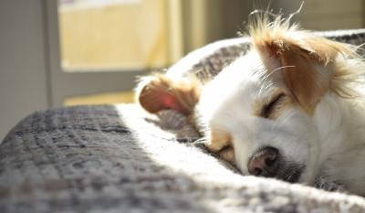 5 znakova da je vaš pas depresivan: Obratite pažnju na sledeće oblike ponašanja