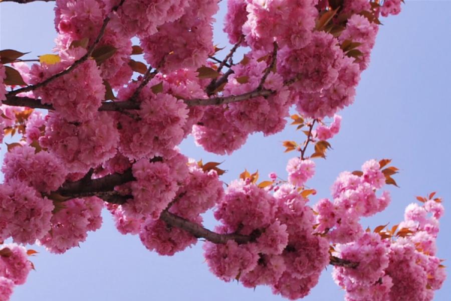 Opština Apatin podržala projekat "Zelena Srbija", posađena stabla japanske trešnje