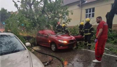 ŽENA POGINULA U NEVREMENU KOD SOMBORA Srušeno stablo smrskalo njen automobil (FOTO)