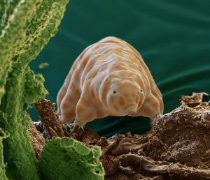 Ova životinja će poslednja izumreti na Zemlji ako dođe do globalne katastrofe (VIDEO)